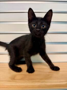 Domestic Short Hair Cats Available for Adoption in Cape Coral, Florida - Freddie Meowcury | PetCurious