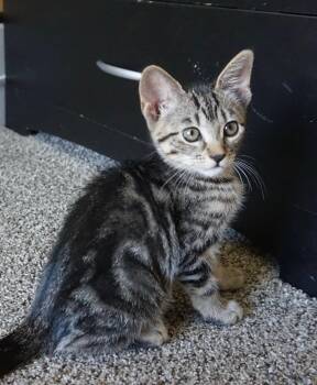 Maverick B -  Tabby Cat for Adoption in Fresno, California - Maverick B | PetCurious