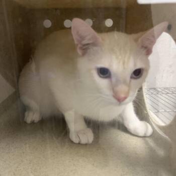 Puma -  Domestic Short Hair Cat for Adoption in Philadelphia, Pennsylvania - Puma | PetCurious