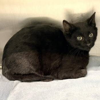 Domestic Short Hair Cats Available for Adoption - Barbuda | PetCurious