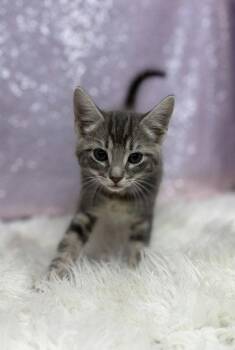 Moxie -  Domestic Short Hair Cat for Adoption in Clarkesville, Georgia - Moxie | PetCurious