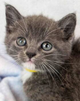 Maurice -  Domestic Short Hair Cat for Adoption in Kennesaw, Georgia - Maurice | PetCurious