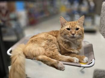 Boogie -  Domestic Long Hair Cat for Adoption in Richmond, Virginia - Boogie | PetCurious
