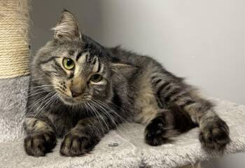 Bandcamp -  Domestic Medium Hair Cat for Adoption in INDN HBR BCH, Florida - Bandcamp | PetCurious
