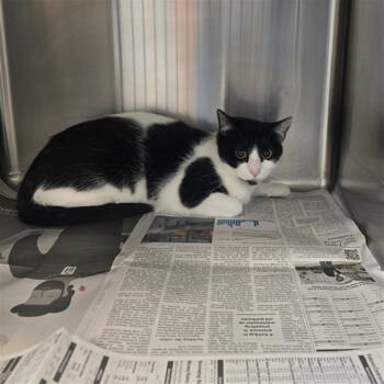 Domestic Short Hair Cats Available for Adoption in Houston, Texas - RITA | PetCurious