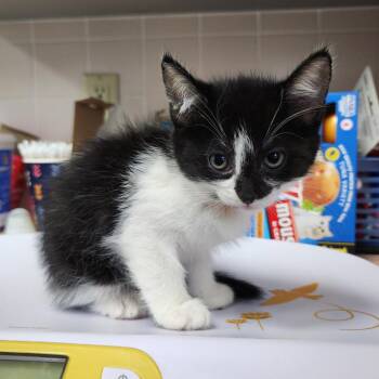 Rowen -  Domestic Short Hair Cat Available for Adoption in Dixon, Illinois - Rowen | PetCurious