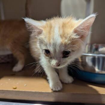 Pippa -  Domestic Short Hair Cat for Adoption in Jeffersonville, Indiana - Pippa | PetCurious