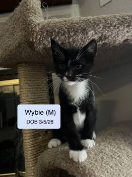 Domestic Short Hair and Tuxedo Cats Available for Adoption in Vacaville, California - Wybie | PetCurious