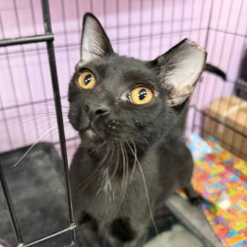 Peter Piper Picked a Peck of Pickled Peppers -  Domestic Short Hair Cat for Adoption in Boerne, Texas - Peter Piper Picked A Peck Of Pickled Peppers | PetCurious