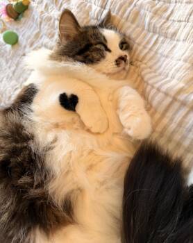 Juni & Tini Bonded Pair -  Domestic Medium Hair Cat for Adoption in Manchester, New Hampshire - Juni & Tini Bonded Pair | PetCurious