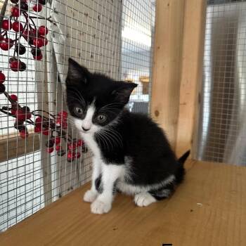 Pekkle -  Domestic Medium Hair Cat for Adoption in Wappingers Falls, New York - Pekkle | PetCurious