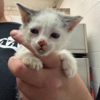 Domestic Short Hair Cats Available for Adoption in Ardmore, Oklahoma - Daffy Duck | PetCurious