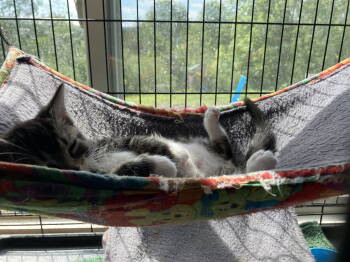 Rescue Domestic Short Hair Cats for Adoption in Breinigsville, Pennsylvania - Gemini | PetCurious
