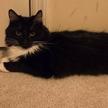 Domestic Long Hair Cats Available for Adoption - Bashee | PetCurious