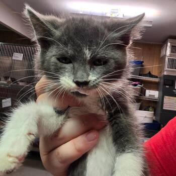 Maumelle -  Domestic Short Hair Cat for Adoption in Leander, Texas - Maumelle | PetCurious