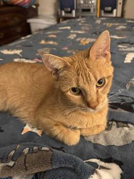 Rescue Domestic Short Hair Cats for Adoption in Littlestown, Pennsylvania - Sweet Sadie (foster Cat) | PetCurious
