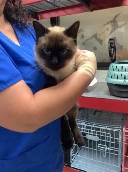 Rescue Siamese and Domestic Short Hair Cats for Adoption in Fort Worth, Texas - Simi | PetCurious