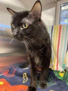 Domestic Medium Hair Cats Available for Adoption in Kansas City, Missouri - Shane Hollander | PetCurious