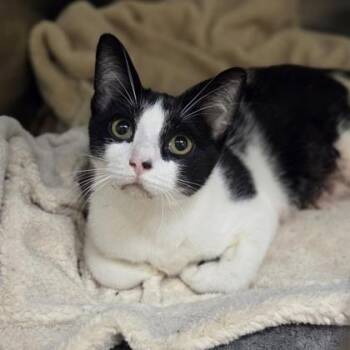 McLovin -  Domestic Short Hair Cat for Adoption in Westland, Michigan - McLovin | PetCurious