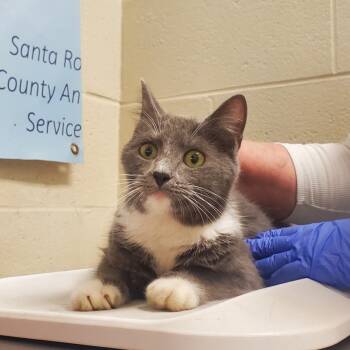 Rescue Domestic Medium Hair Cats for Adoption in Milton, Florida - SAS-Stray-86709 | PetCurious