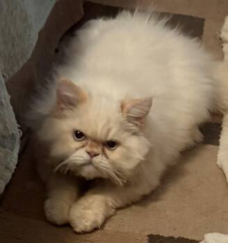 KONRAD -  Himalayan Cat for Adoption in Powder Springs, Georgia - KONRAD | PetCurious