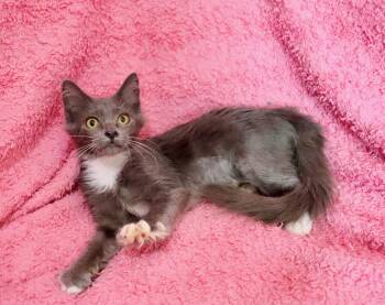 Sassafrass -  Maine Coon and Domestic Long Hair Cat for Adoption in St. Augustine, Florida - Sassafrass | PetCurious