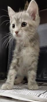 Mercy -  Domestic Short Hair Cat Available for Adoption in Henderson, North Carolina - Mercy | PetCurious