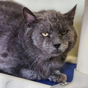 Hemingway -  Domestic Short Hair Cat for Adoption in Lakewood, Colorado - Hemingway | PetCurious