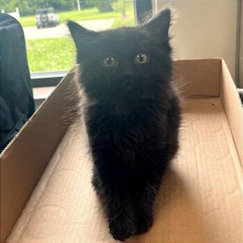 Flash -  Domestic Medium Hair Cat for Adoption in Kansas City, Kansas - Flash | PetCurious
