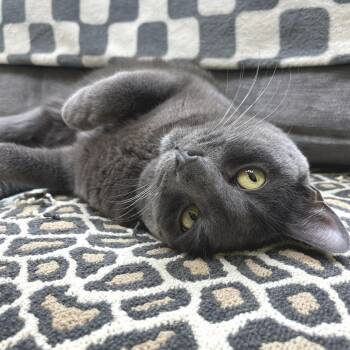 Lilah -  Domestic Short Hair Cat for Adoption in Newark, New Jersey - Lilah | PetCurious