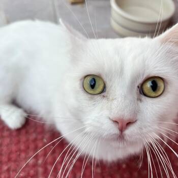 Snowy (and Poppy) -  Munchkin Cat for Adoption in Sarasota, Florida - Snowy (and Poppy) | PetCurious