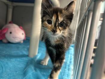 KNIGHT -  Domestic Long Hair Cat for Adoption in Dallas, Texas - KNIGHT | PetCurious