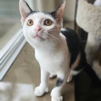 Baguette -  Domestic Short Hair Cat for Adoption in Hamilton, Ontario - Baguette | PetCurious
