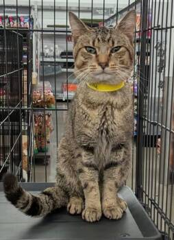 Rescue Domestic Medium Hair Cats for Adoption in Dalton, Georgia - Frenchy | PetCurious