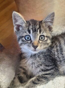 Rescue Domestic Short Hair Cats for Adoption in Chicago, Illinois - Crispin | PetCurious