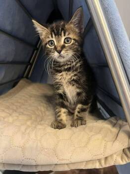 Flora -  Domestic Short Hair Cat for Adoption in Delson, Quebec - Flora | PetCurious