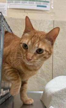 Sunshine -  Domestic Short Hair Cat for Adoption in Honolulu, Hawaii - Sunshine | PetCurious