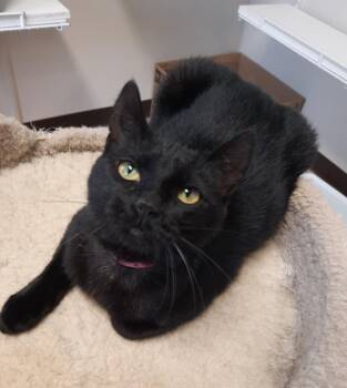 Sabrina -  Domestic Short Hair Cat for Adoption in Fremont, Ohio - Sabrina | PetCurious