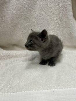Freida Estelle -  Domestic Short Hair Cat for Adoption in Covington, Louisiana - Freida Estelle | PetCurious