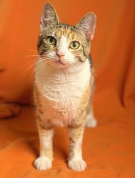 Rescue Domestic Short Hair Cats for Adoption in Morton Grove, Illinois - Bavarian | PetCurious