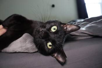 Rescue American Shorthair Cats for Adoption in Brunswick, Maryland - Nyx | PetCurious