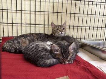 Domestic Short Hair Cats Available for Adoption in Lowell, Massachusetts - Cherry | PetCurious