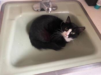 Jack-22 -  Domestic Long Hair Cat for Adoption in Windsor, Connecticut - Jack-22 | PetCurious