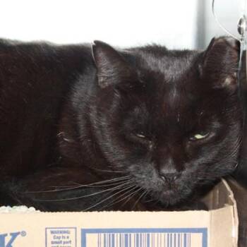 Cub -  Domestic Short Hair Cat for Adoption in Richmond, Virginia - Cub | PetCurious