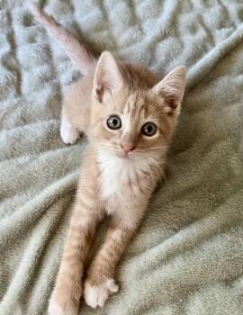 Athena -  Domestic Short Hair Cat for Adoption in Rocky Hill, Connecticut - Athena | PetCurious