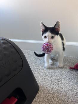 Mozzarella -  Domestic Short Hair Cat for Adoption in Nashville, Tennessee - Mozzarella | PetCurious