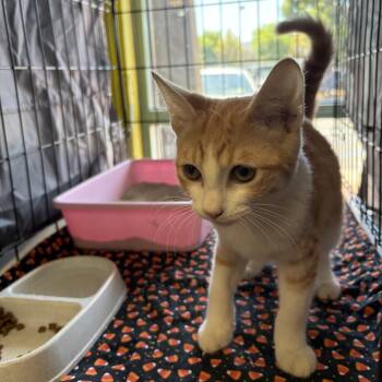 Rescue Domestic Short Hair Cats for Adoption in La Canada Flintridge, California - Turmeric/Goldie | PetCurious