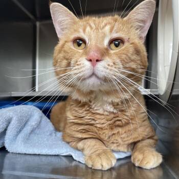Churro -  Domestic Short Hair Cat for Adoption in Bristol, Indiana - Churro | PetCurious