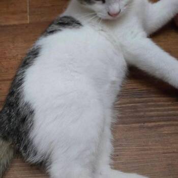 Angel -  Domestic Short Hair Cat for Adoption in Elizabeth, Illinois - Angel | PetCurious