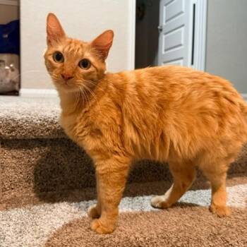 Trinity -  Domestic Long Hair Cat for Adoption in Houston, Texas - Trinity | PetCurious
